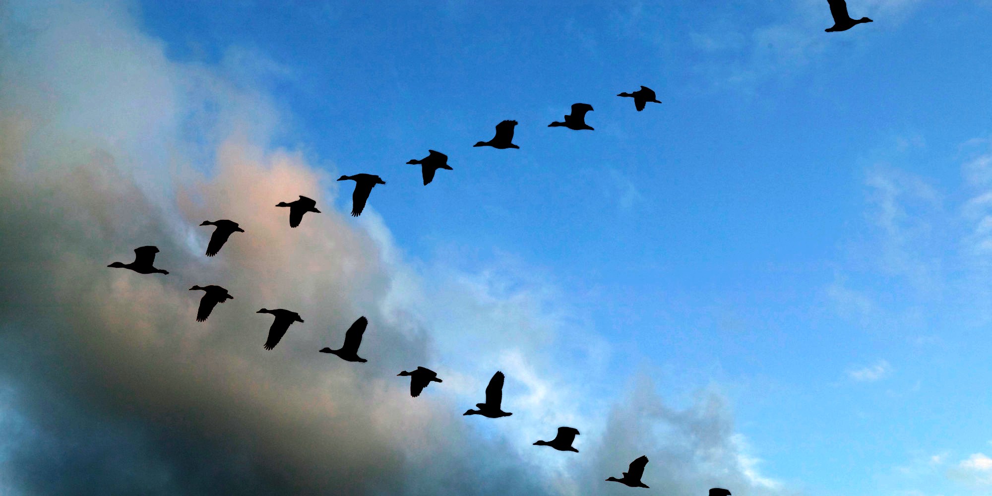 The Church And The Geese